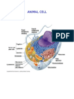 Animal Cell