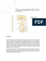 Vías Somatosensorial