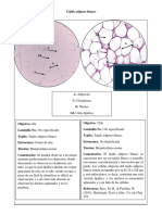 RL - Tejido Adiposo