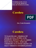 Cerebro Freda