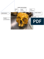 Atlas de Morfofisologia Craneo 1