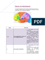 Áreas de Brodmann