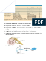 SIstema Nervioso. Preguntas de Examen