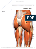 LOS GLUTEOS - Blog Eric Favre ES