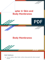 Chapter 4 - Skin and Body Membranes