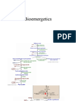 Bioemergetics Cellular Resp