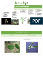 Biologia - Tipos y Modificaciones de Hojas - ReginaAA