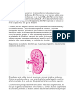 Generalidades Sistema Renal