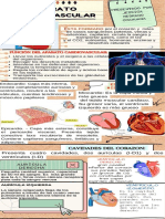 Aparato Cardiovascular