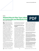 Skeletal Muscle Fiber Type - Influence On Contractile and Metabolic Properties