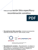 Recombinación Sitio Especifica y Recombinación Somática