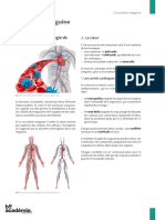 02 Circulation Sanguine
