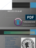 Capitulo 3 Nucleo Celular 1a Parte Generalidades