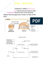 Gastrulationin Mammals