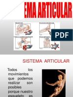 Sistema Articular