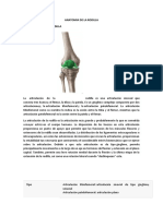 Anatomia de La Rodilla