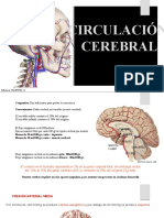 CLASE - Circulación Cerebral