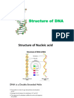 Structure of DNA