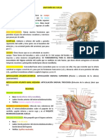 Anatomía Del Cuello