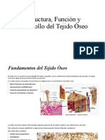 Estructura, Desarrollo y Funcion Del Tejido Oseo - 8A