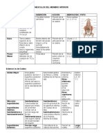 Musculos Del Miembro Inferior