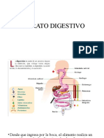 Aparato Digestivo