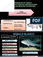 Robalo Blanco