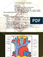 Arteria Carotida Comun e Interna 2016