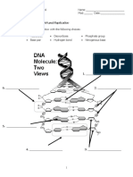 Worksheet - DNA Strucuture and Replication