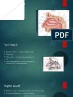 Cavitatea Nazala - Anatomie Topografica