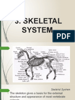 Skeletal System