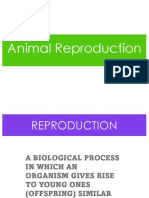 Animal Reproduction