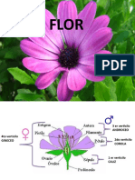 INFLORESCENCIAS