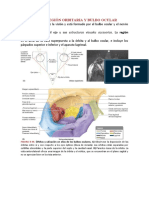 Ojo, Órbita, Región Orbitaria Y Bulbo Ocular