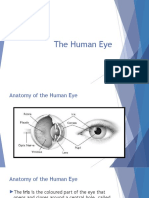 The Human Eye