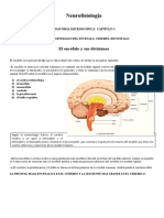 Neurofisiología: El Encéfalo y Sus Divisiones