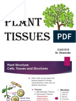 Lecture 4 Leaves and Stem Anatomy