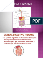 Sistema Digestivo Actualizado