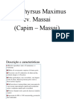 Megathyrsus Maximus Cv. Massai (Capim - Massai)