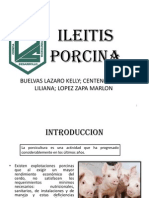 Ileitis Porcina