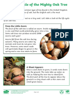 The Life Cycle of The Mighty Oak Tree: From The Little Acorn