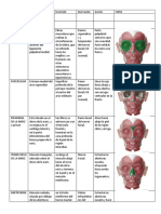 Guia Musculos Cara y Cuello