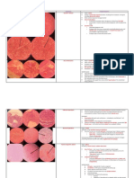 WBC Slides