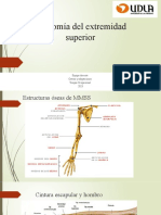 Anatomía EESS