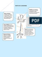 Annotated-Partes de La Neurona