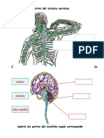 Sistema Nervioso
