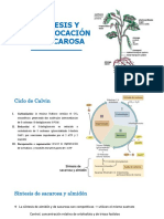 5.3. Sintesis y Translocación de Sacarosa-Fiogral