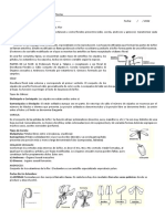 Bio Org Cel y Plantas TP Unidad 6 - Angiospermas Flor