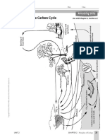 Carbon Cycle Worksheet