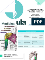 ANATOMIA - Unidad 1 - Tema 16 PDF